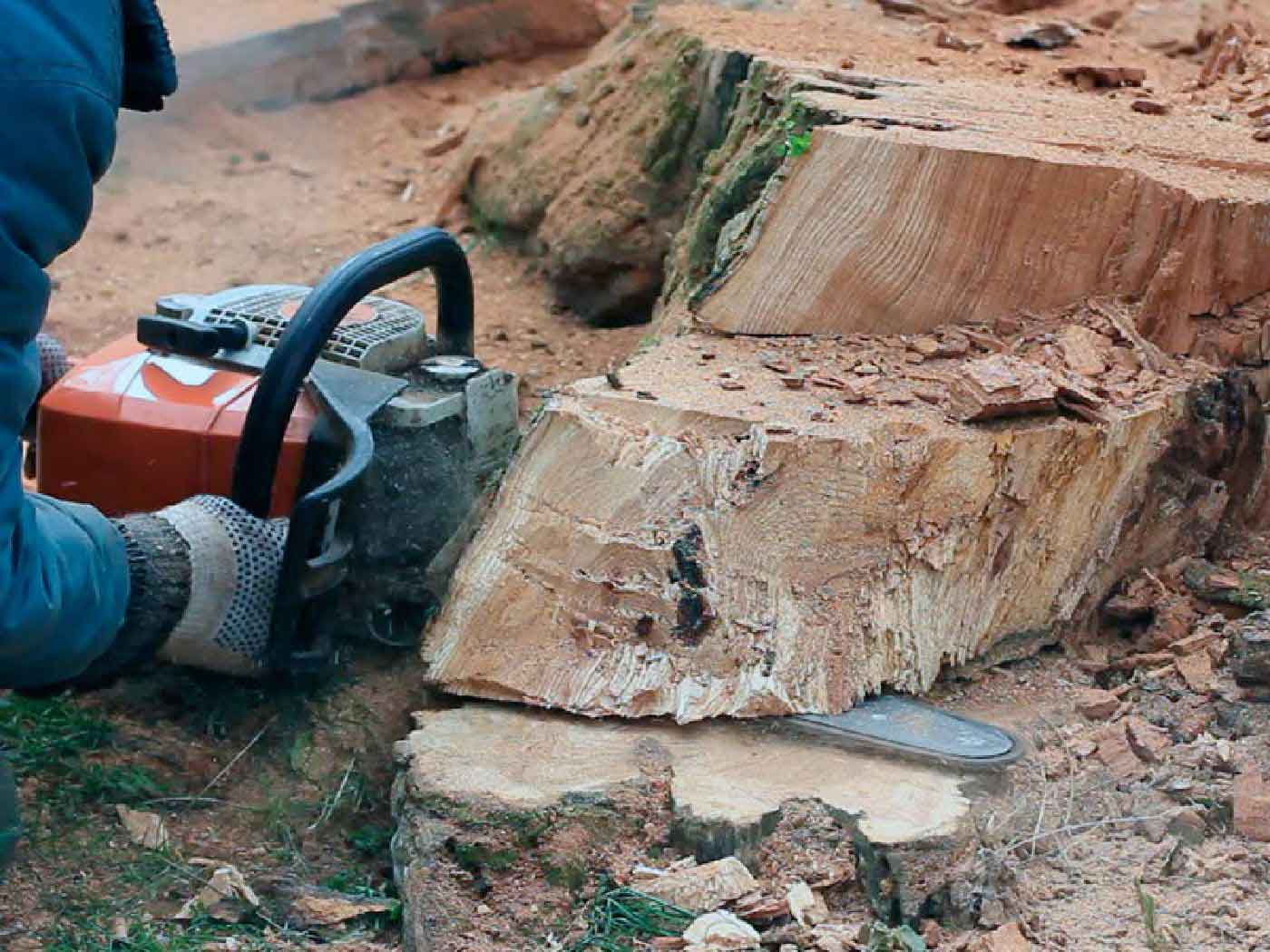 Fellers Tree Felling, Professional Tree Fellers, Very Good Rates, Tree Felling Services, Garden Cleaning Service, Excellent Safety And Service Record