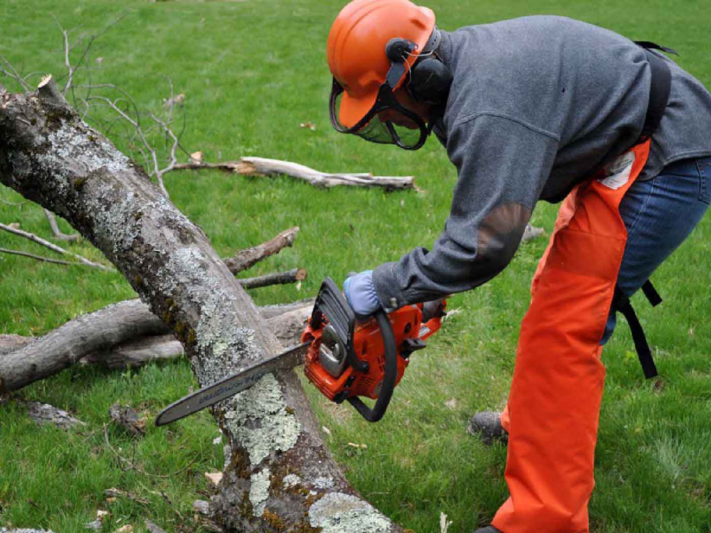 Fellers Tree Felling, Professional Tree Fellers, Very Good Rates, Tree Felling Services, Garden Cleaning Service, Excellent Safety And Service Record