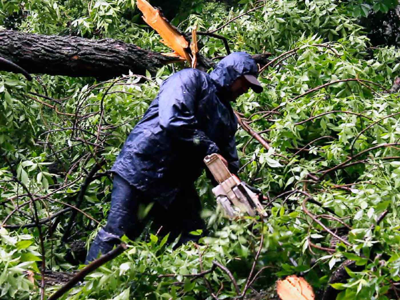 Fellers Tree Felling, Professional Tree Fellers, Very Good Rates, Tree Felling Services, Garden Cleaning Service, Excellent Safety And Service Record